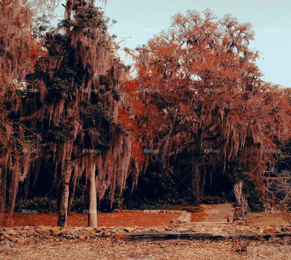 Beautiful trees in the forest 