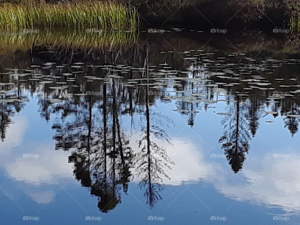 Trees and blue sky reflected on water