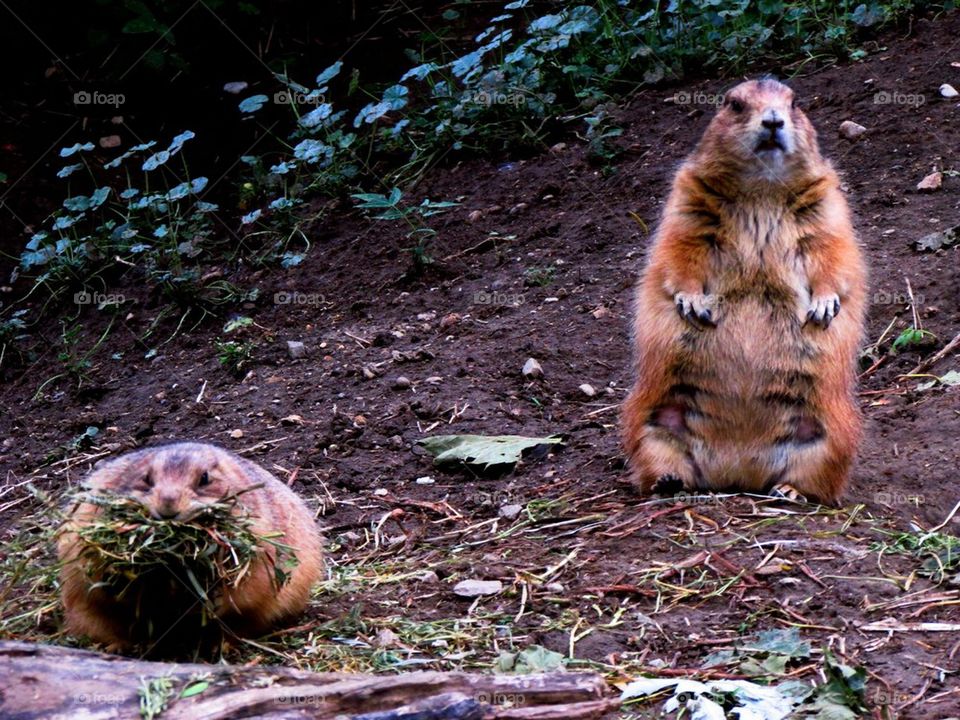 Prairie Dogs