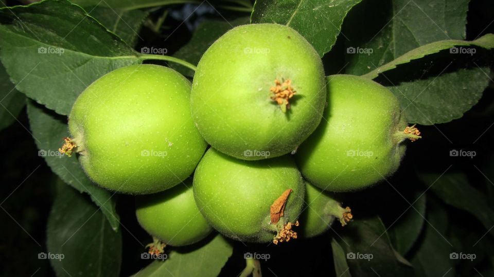 Green apples