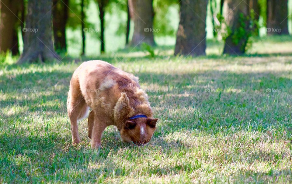 Summer Pets - a Red Heeler / Australian Cattle Dog inspects a hole in the ground