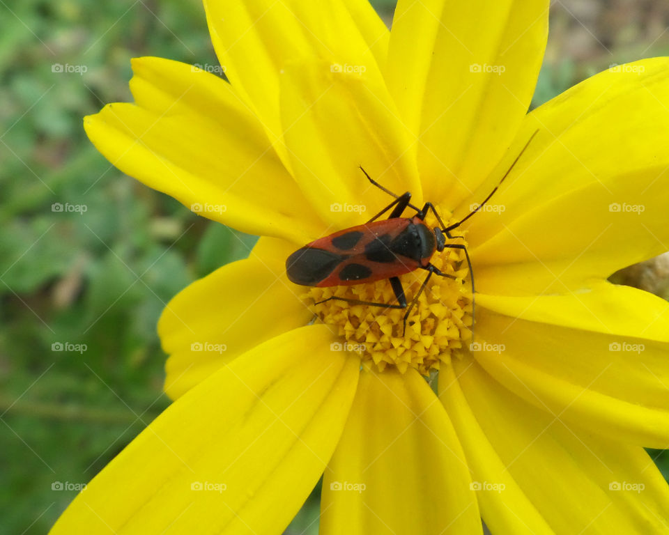 Orange and Black Beetle on the Pollen of Bright Yellow Flower
