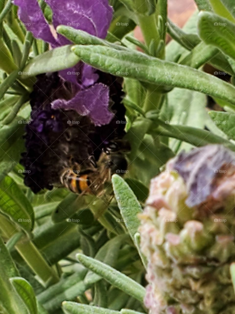 Honey bee on lavender