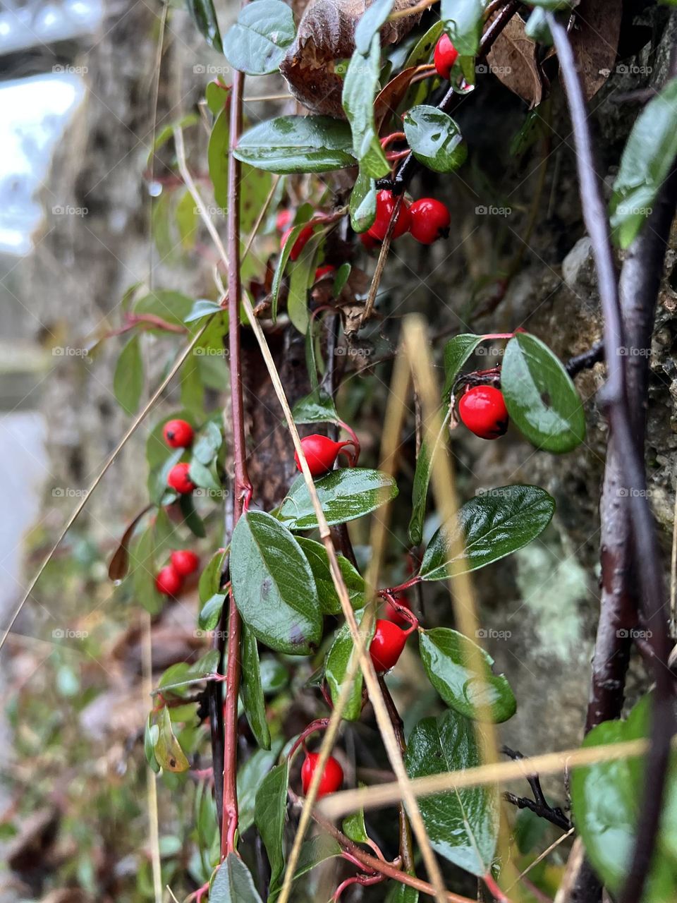 Red Berries Close-Up
Bright red cotoneaster berries pop against their green leaves — a tiny splash of color in nature’s winter palette.