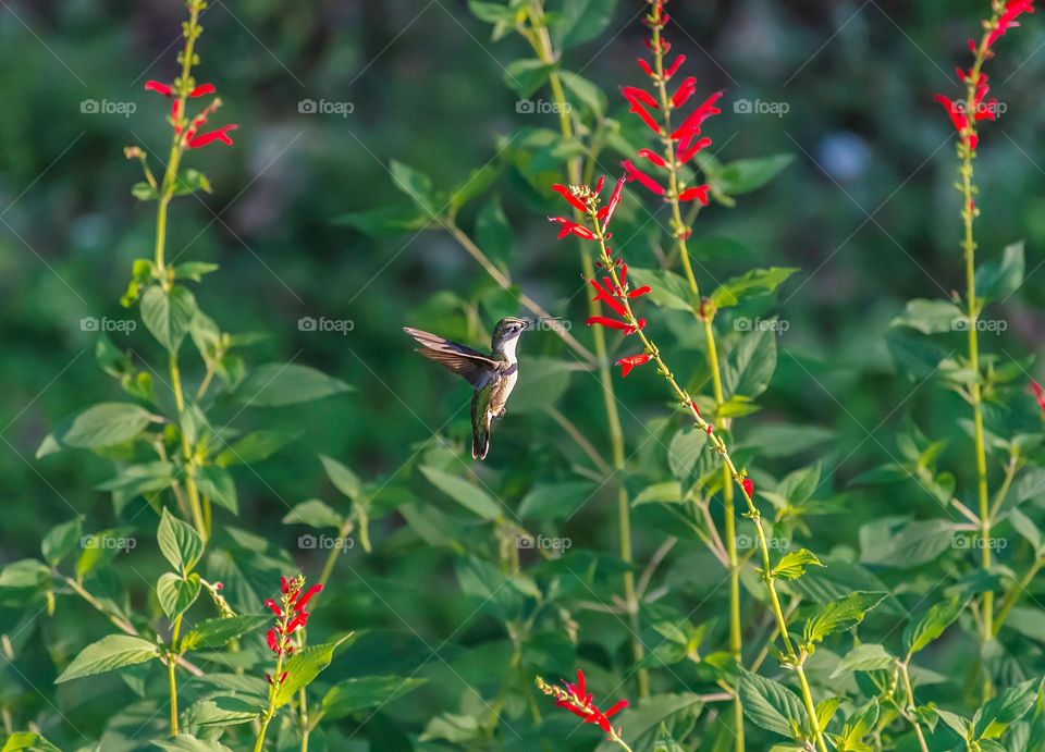 Hummingbird at pineapple Sage flowers