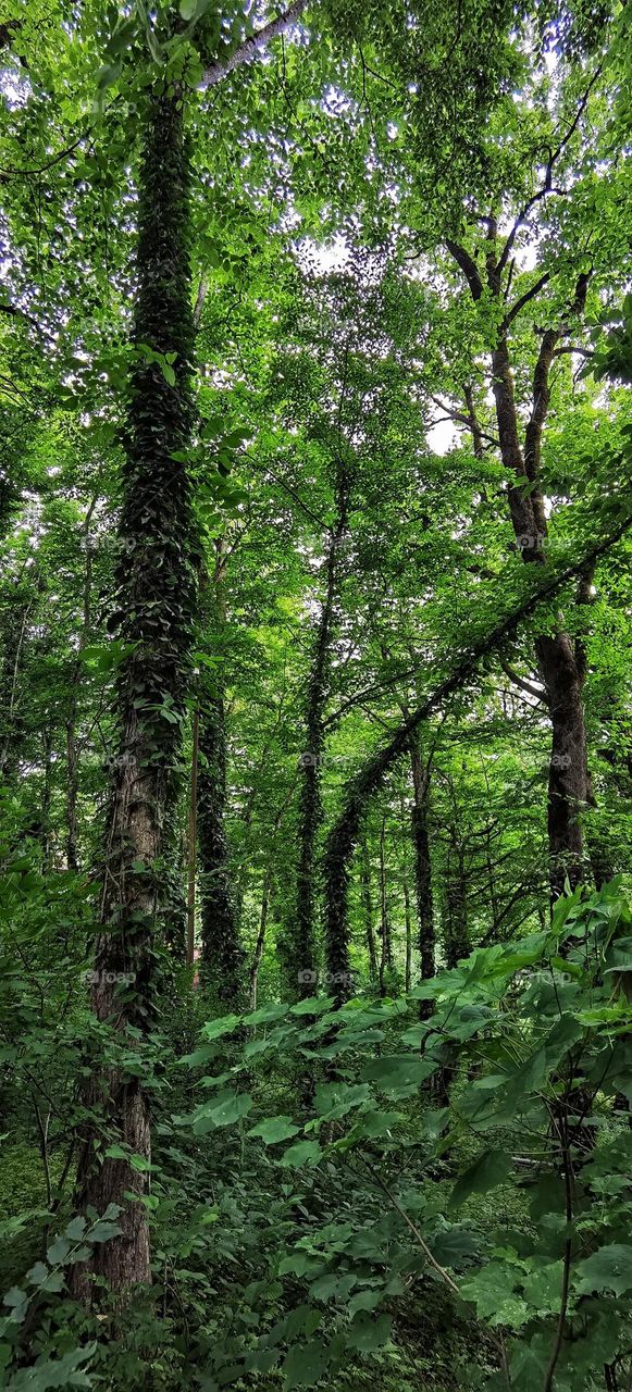 Green forest