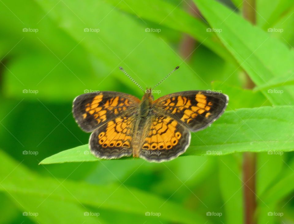 Crescent peal butterfly 