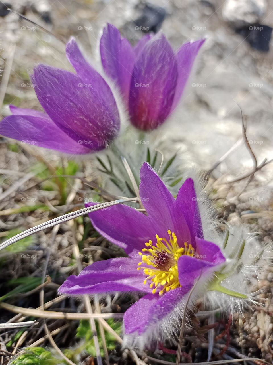 Spring flowers