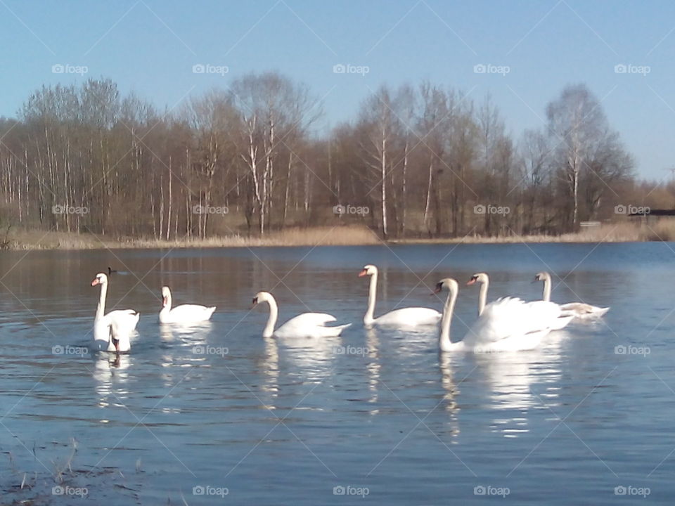 Swan, Lake, Goose, Bird, Waterfowl