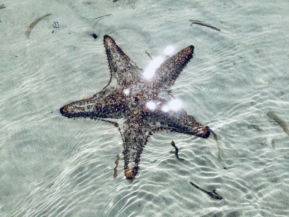 Starfish in Shallow water in sunshine 