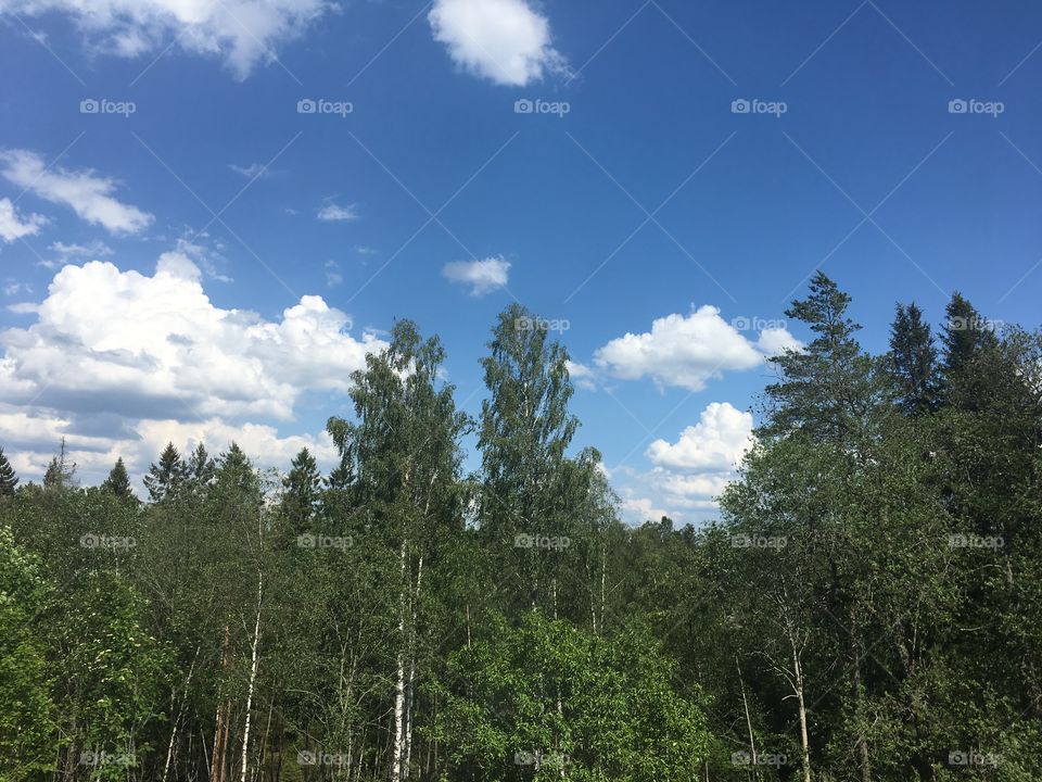 Summer clouds and wind above green forest