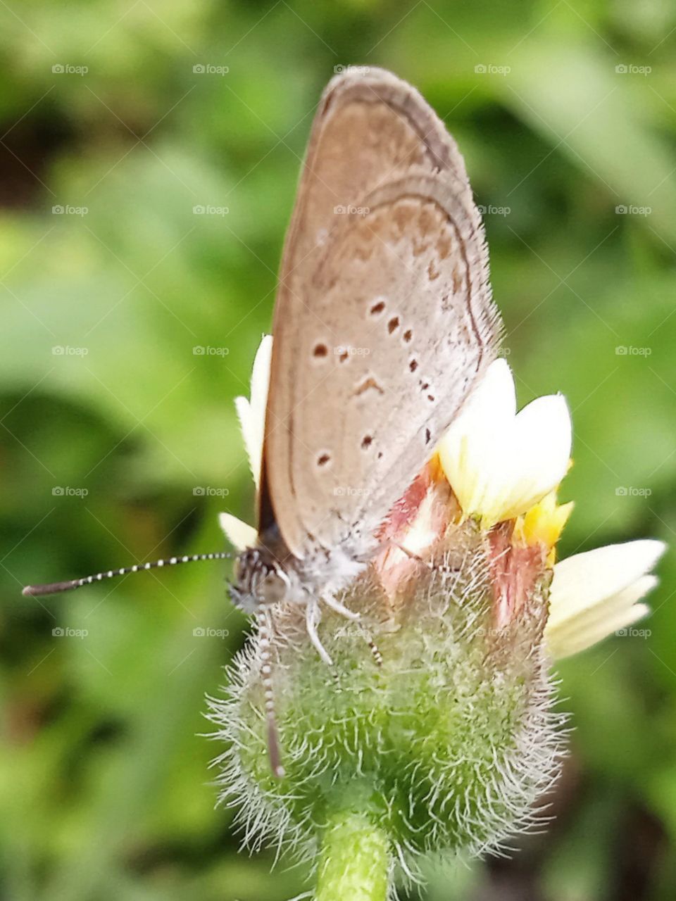 A little butterfly standing on the flower.
