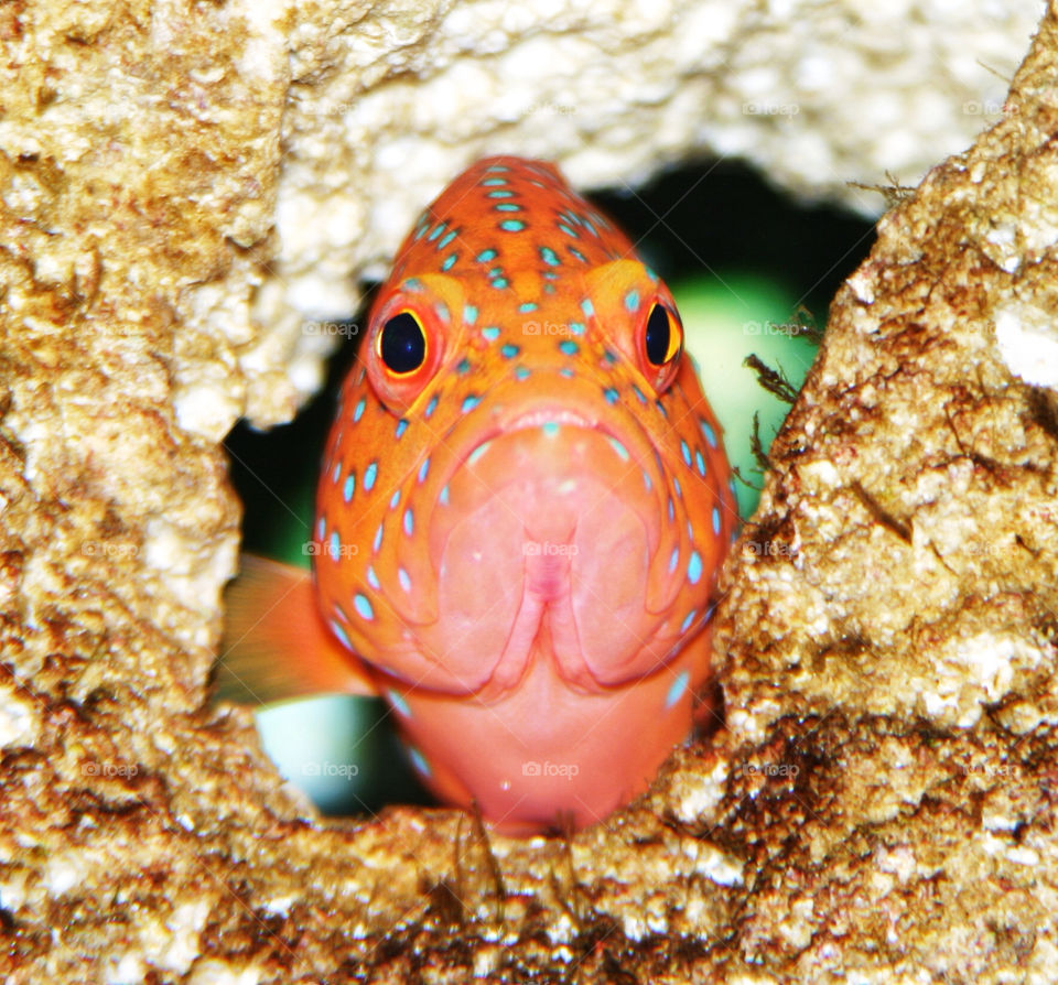 ocean close fish up by delvec