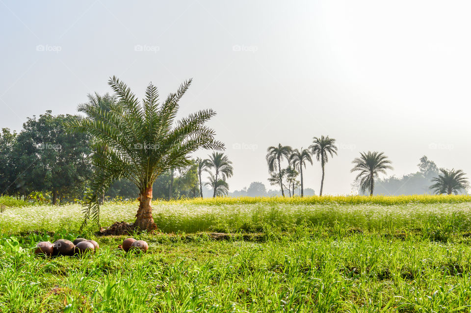 Dates tree and juice containers in a agricultural field near Kolkata india. Dates crop cultivation in a meadow on a sunny day. Yellow rape seeds in background. Food agriculture concept photography