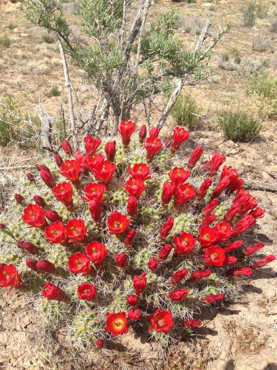Desert cactus. Desert
