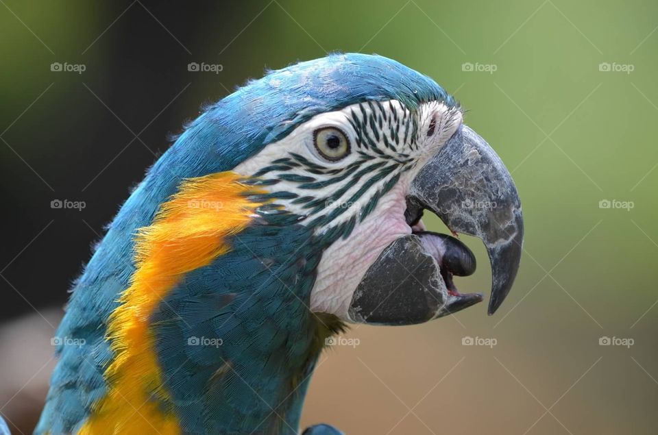 Parrot close up. Close up of a parrot