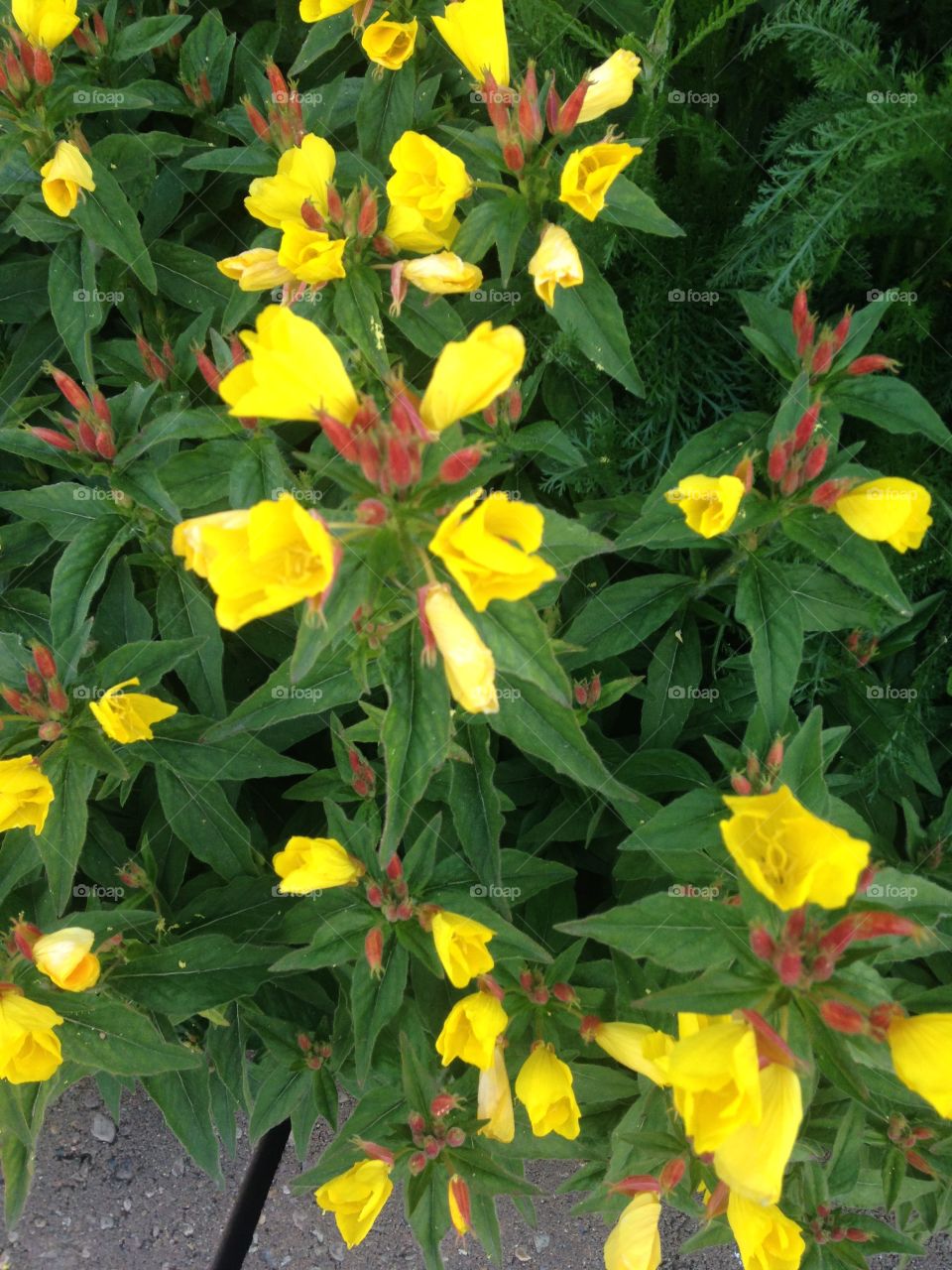 Yellow flowers 