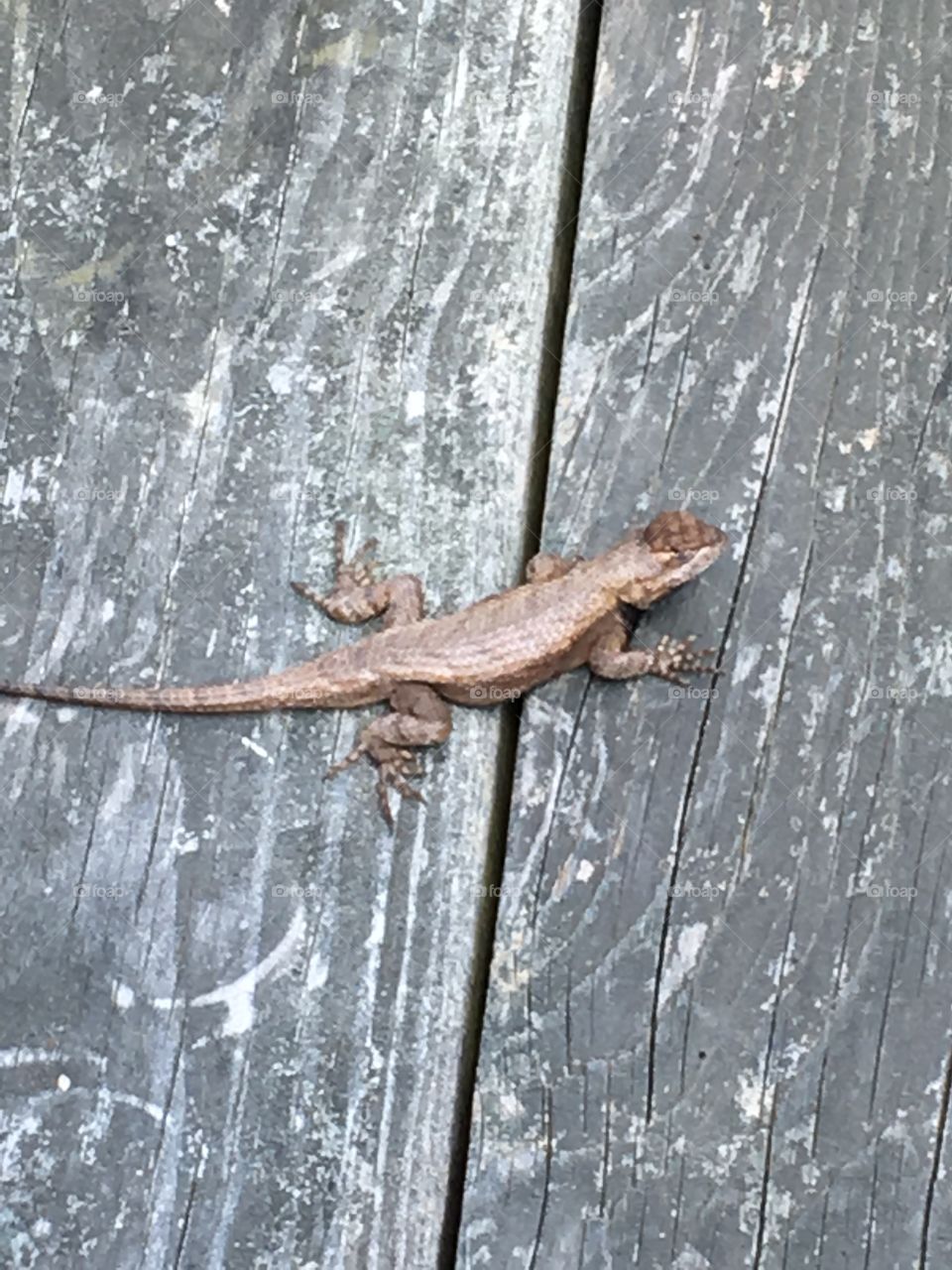 Lizard on the porch