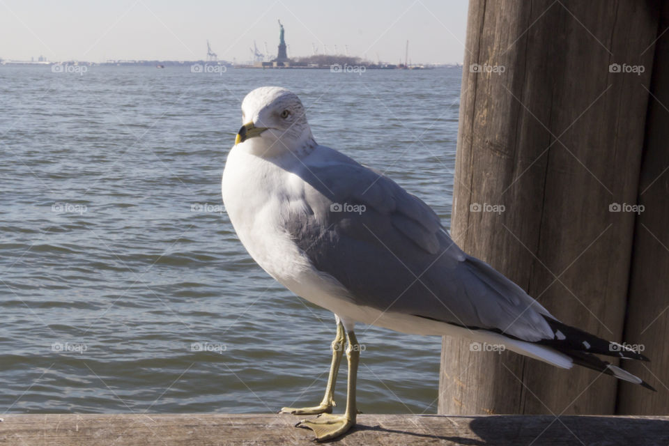 Seagull at beach