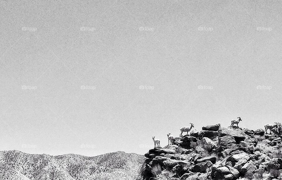 Bighorn Sheep