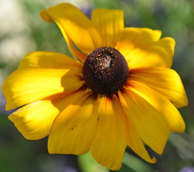sun flower