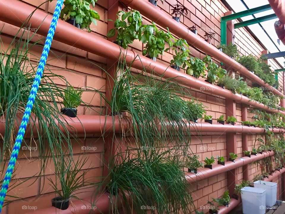 Variety of plants and herbs growing outdoors in pots inserted in PVC a piping along red brick wall, crazy plant people. 