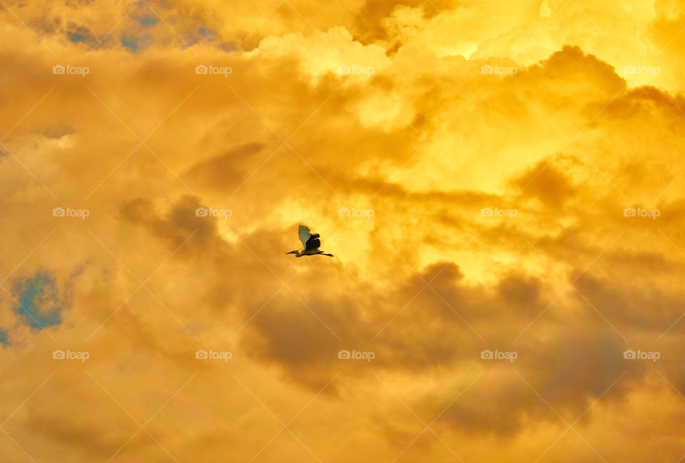 Lightening yellow orange cloud - Egret returning home