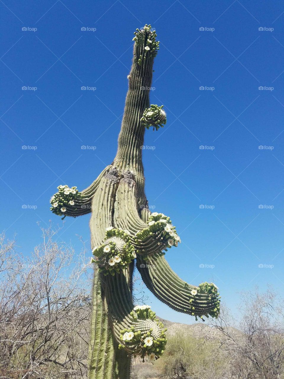 Arizona cactus in full bloom