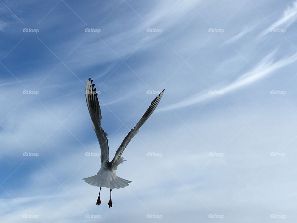 Seagull