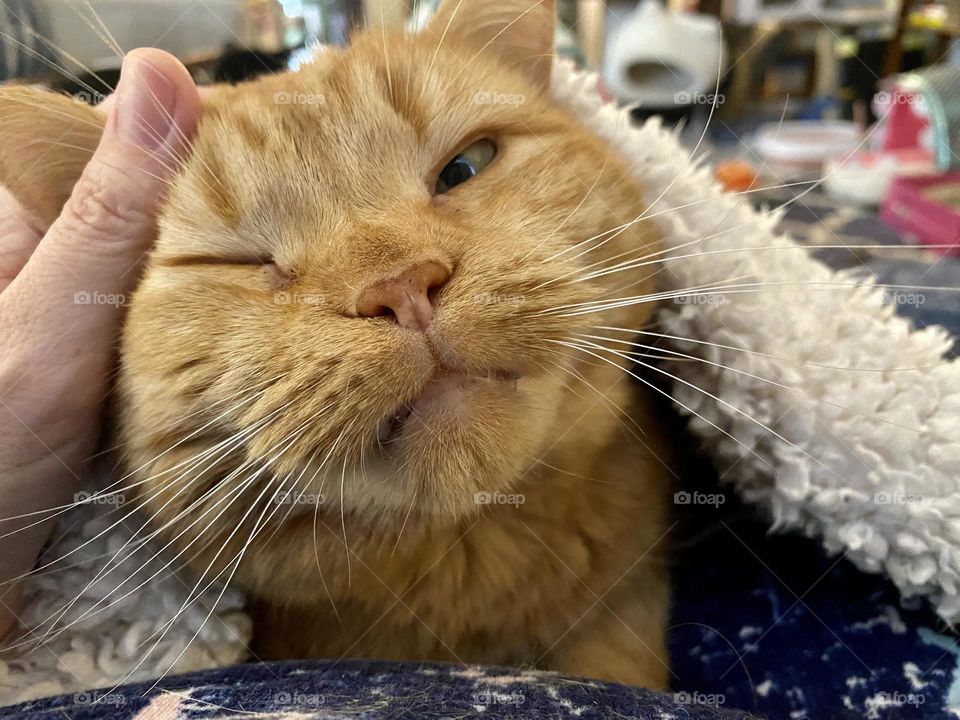 An orange tabby cat getting petted while snuggling under a fluffy blanket