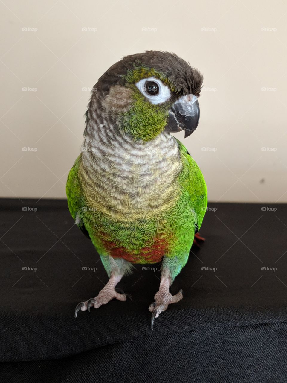 Tyler, the conure