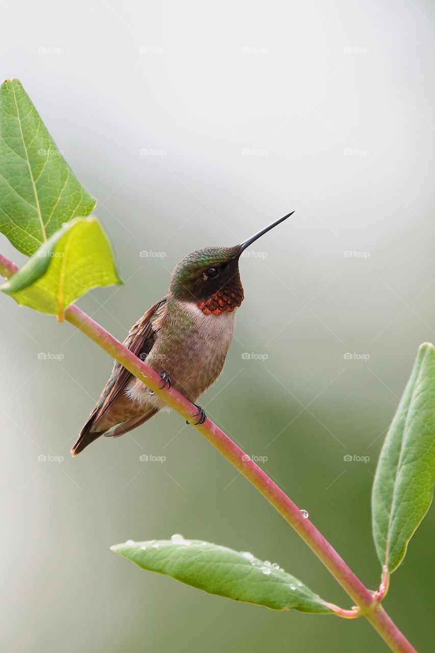 hummingbird