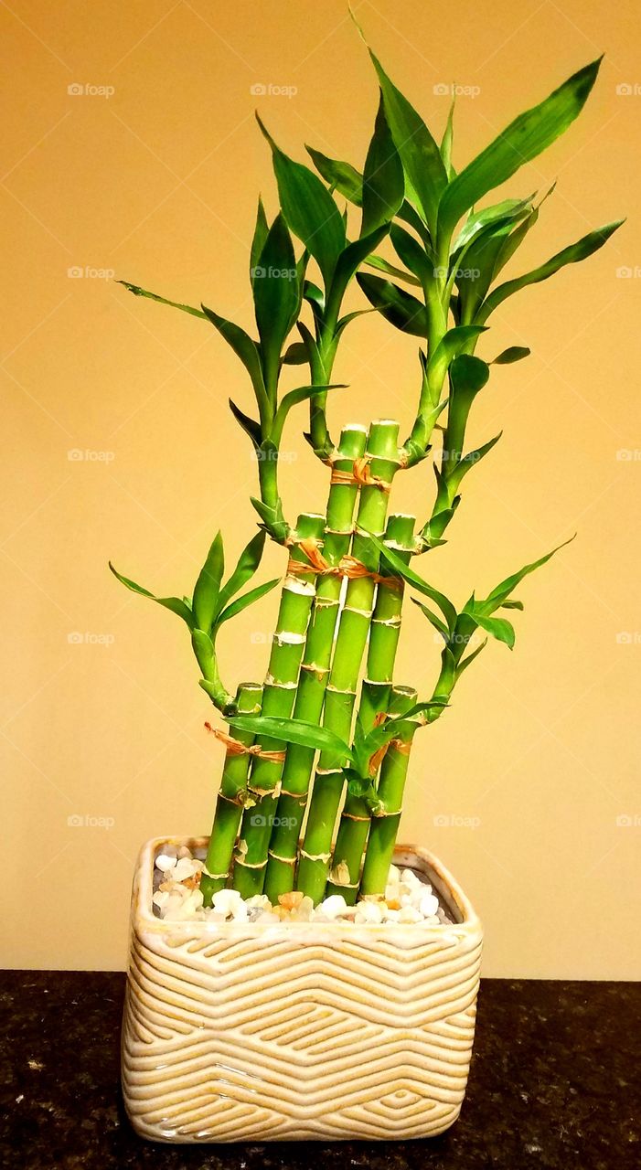 My Lucky Bamboo