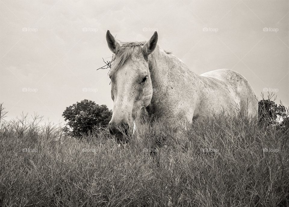 Grey Horse