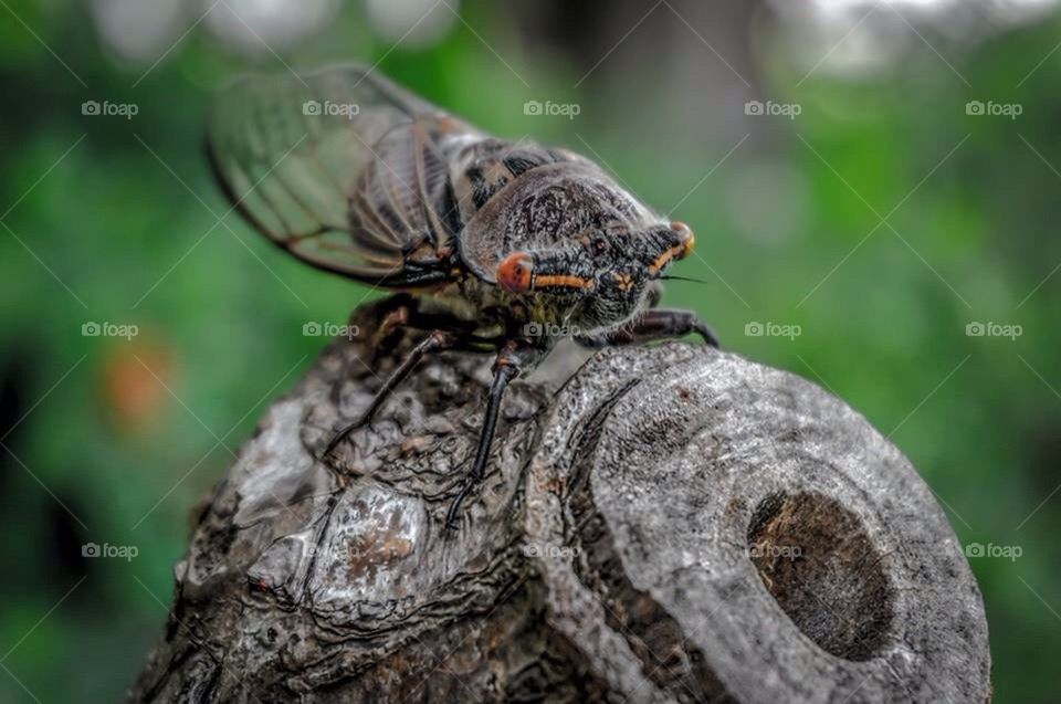 Macro cicada