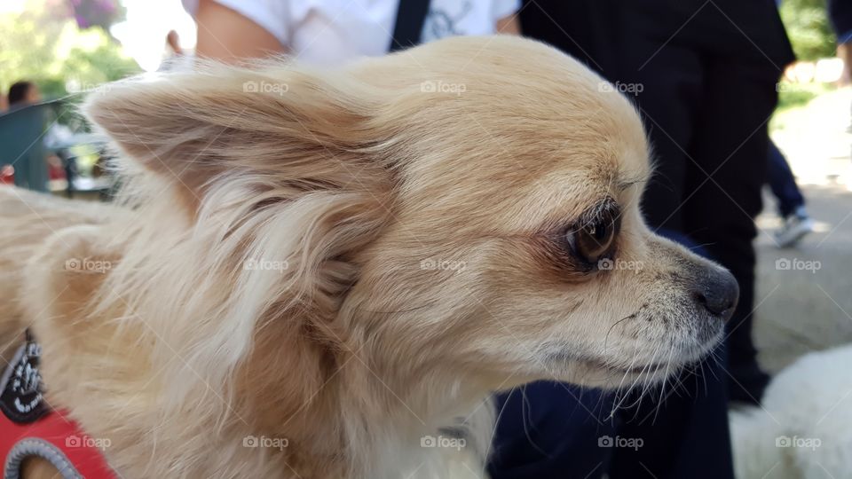 Light brown cute chihuahua