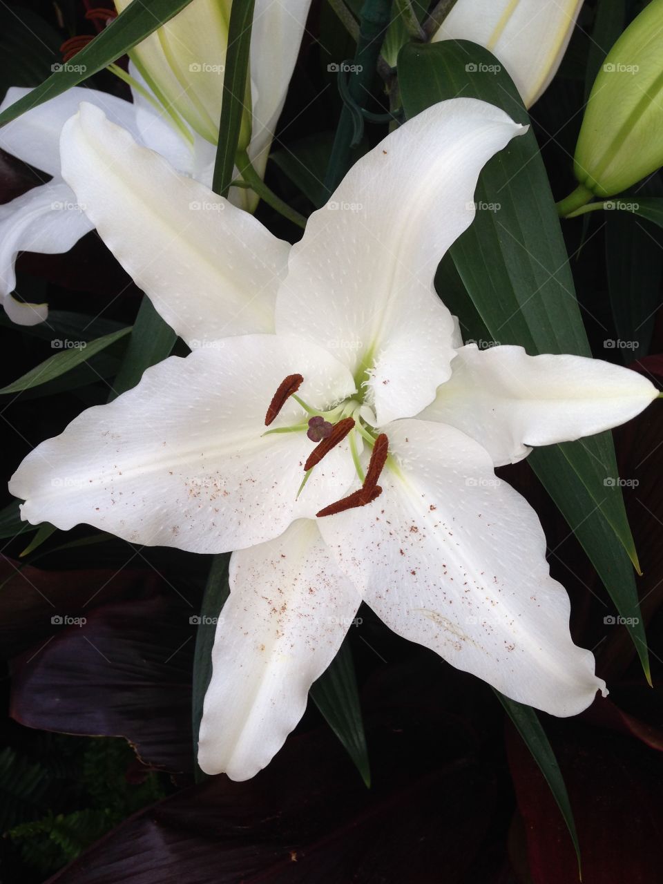 White Lily