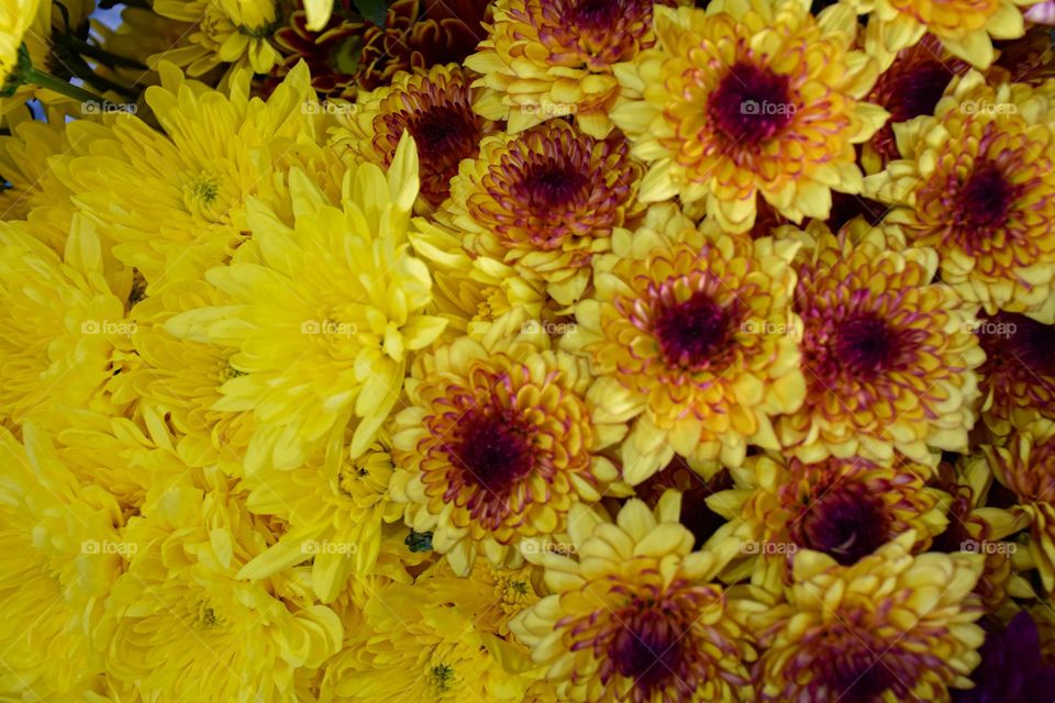 03. colorful flowers that inspire joy