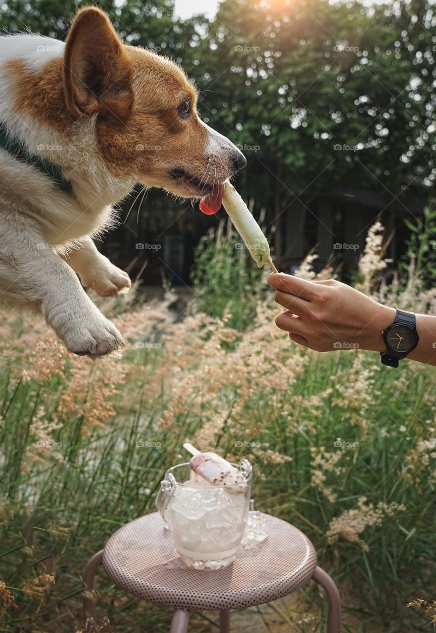 There are no bad days, when you come home to a Corgi