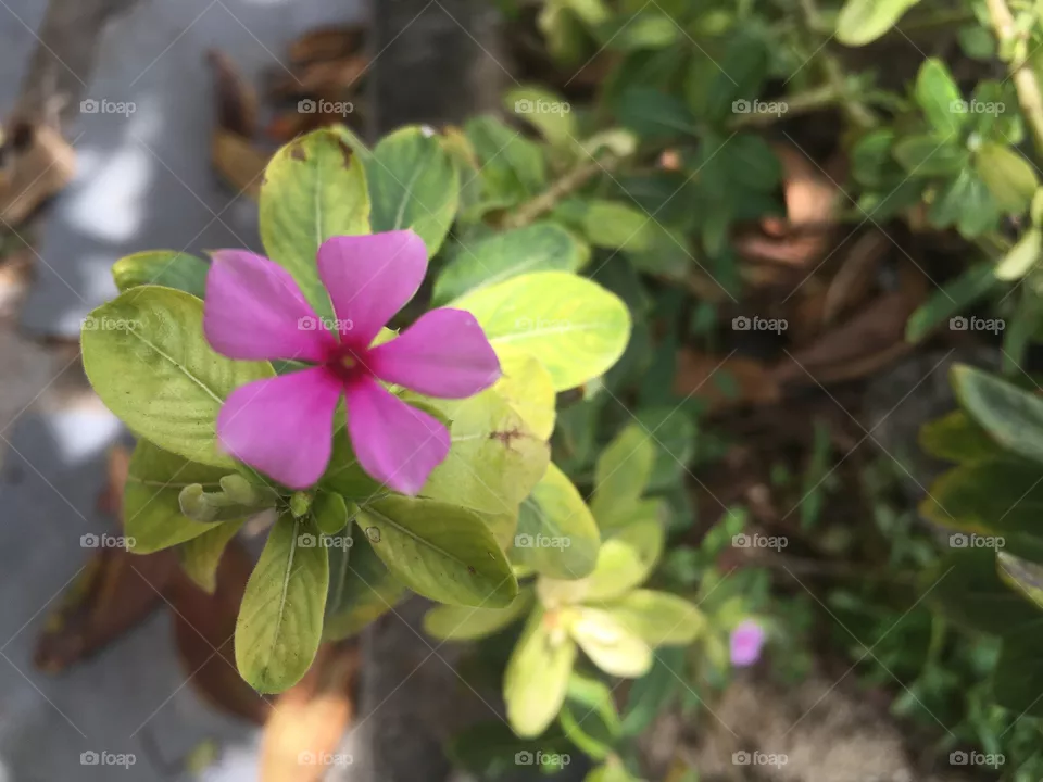 Flor 