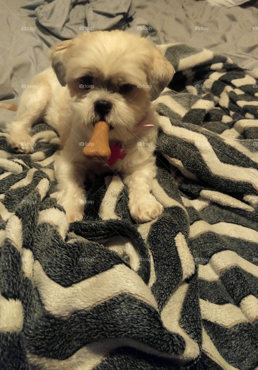dog with a bone