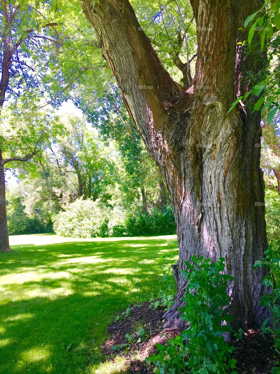 Beautiful old green trees. Branch. Tree trunk. Yard. Grass. Lawn.