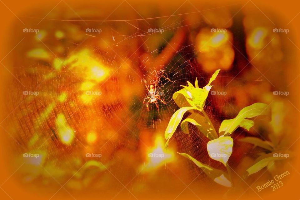 Spider Web