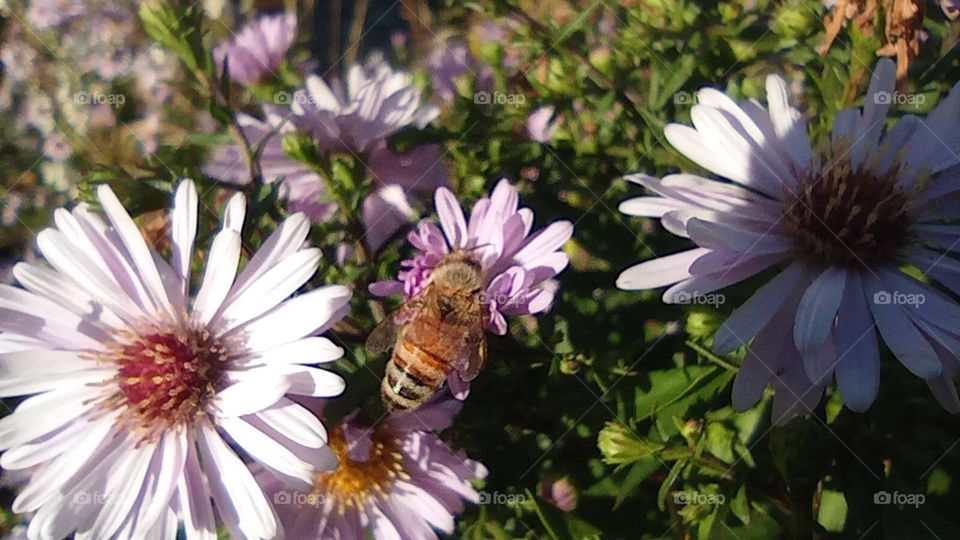 bee on a flower