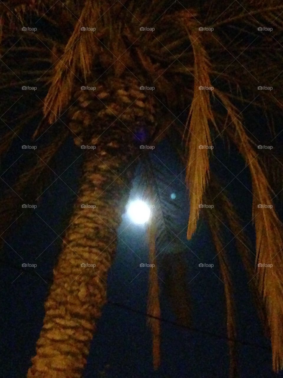 Palm tree with moonlight