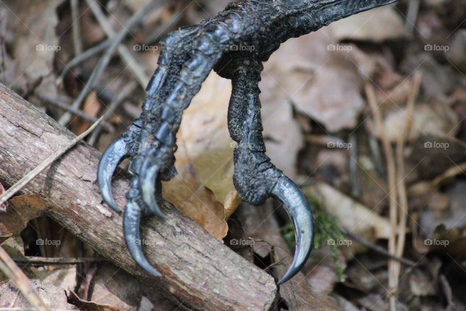 Claw of a raven 