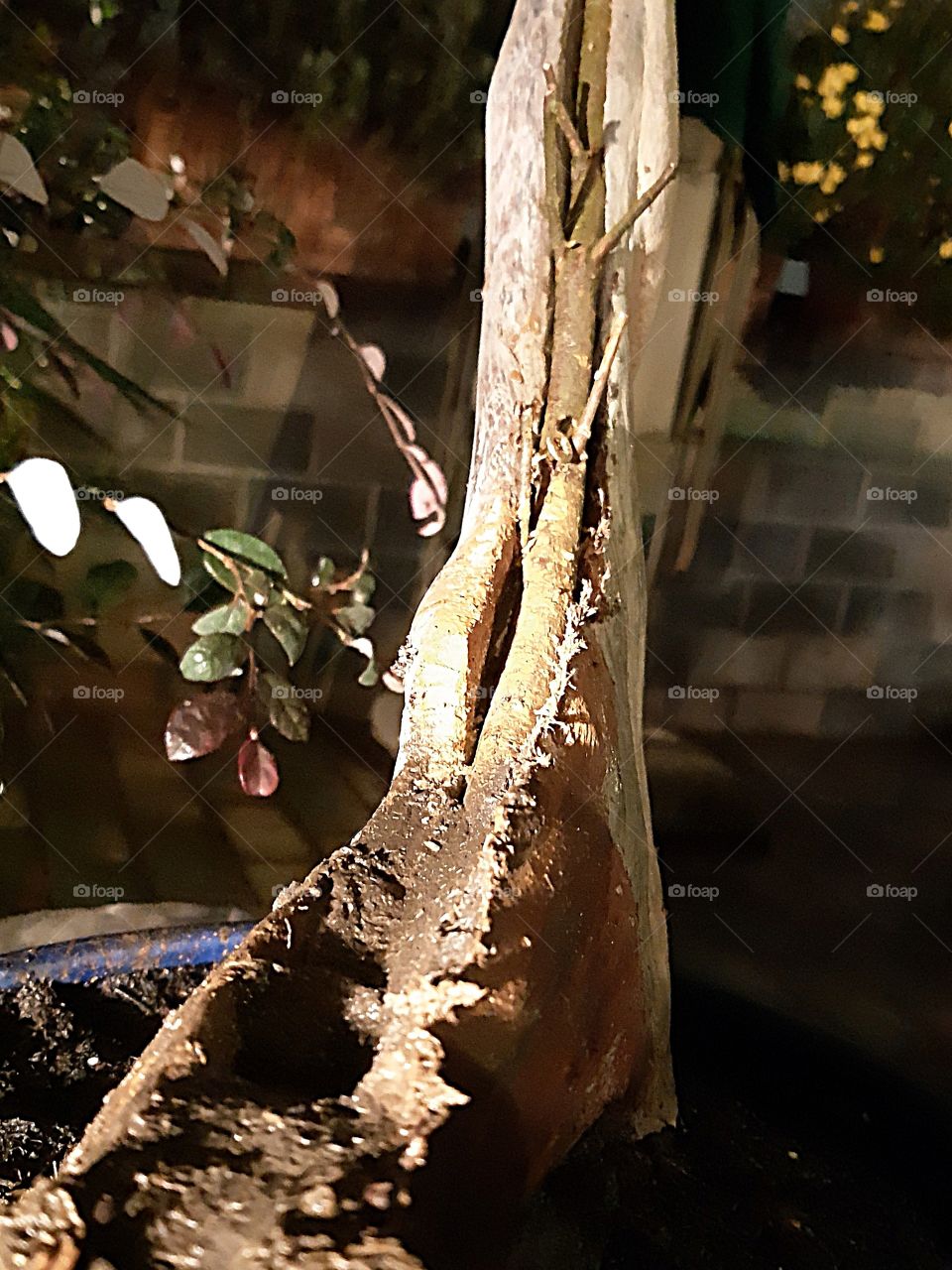 Tanuki Bonsai Final Step: Merasequoia GLYPTOSTROBOIDES