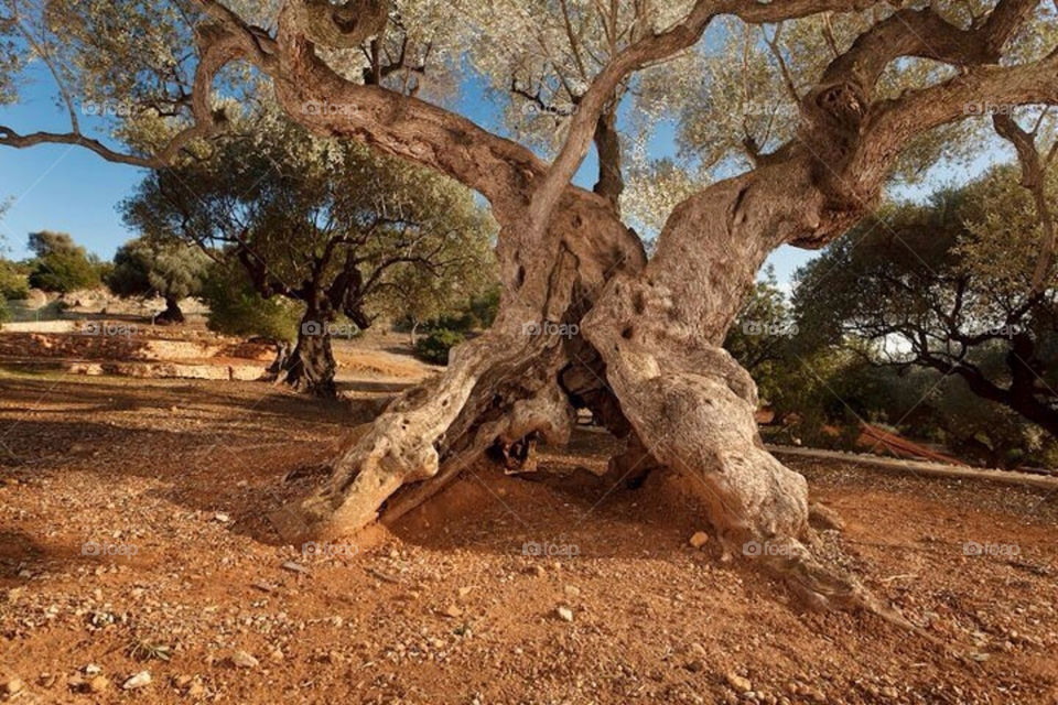 The millenary olive tree in Spain.