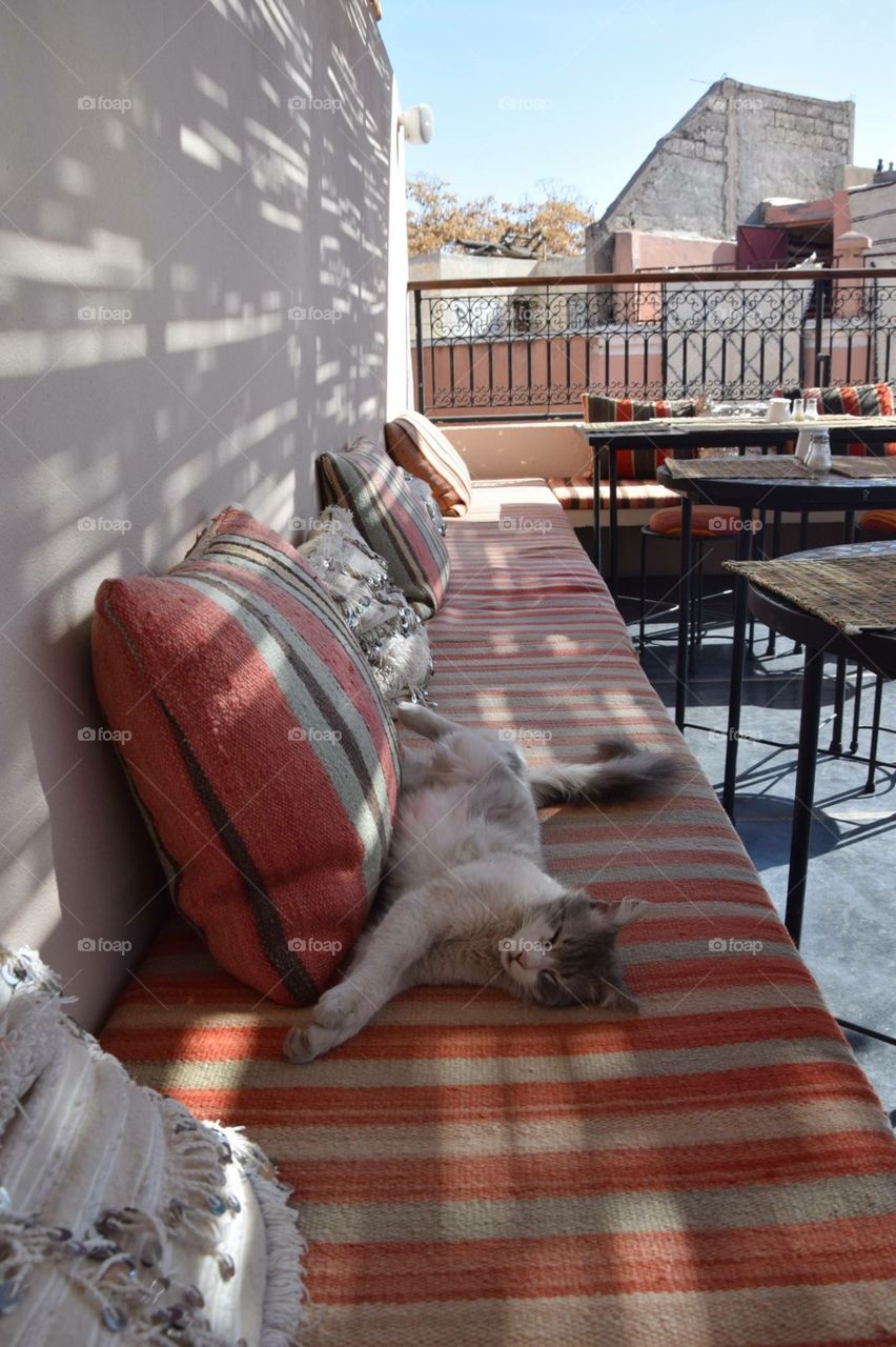 Little cat laying on the sofa of a Marrakech restaurant shot with my Nikon last year 