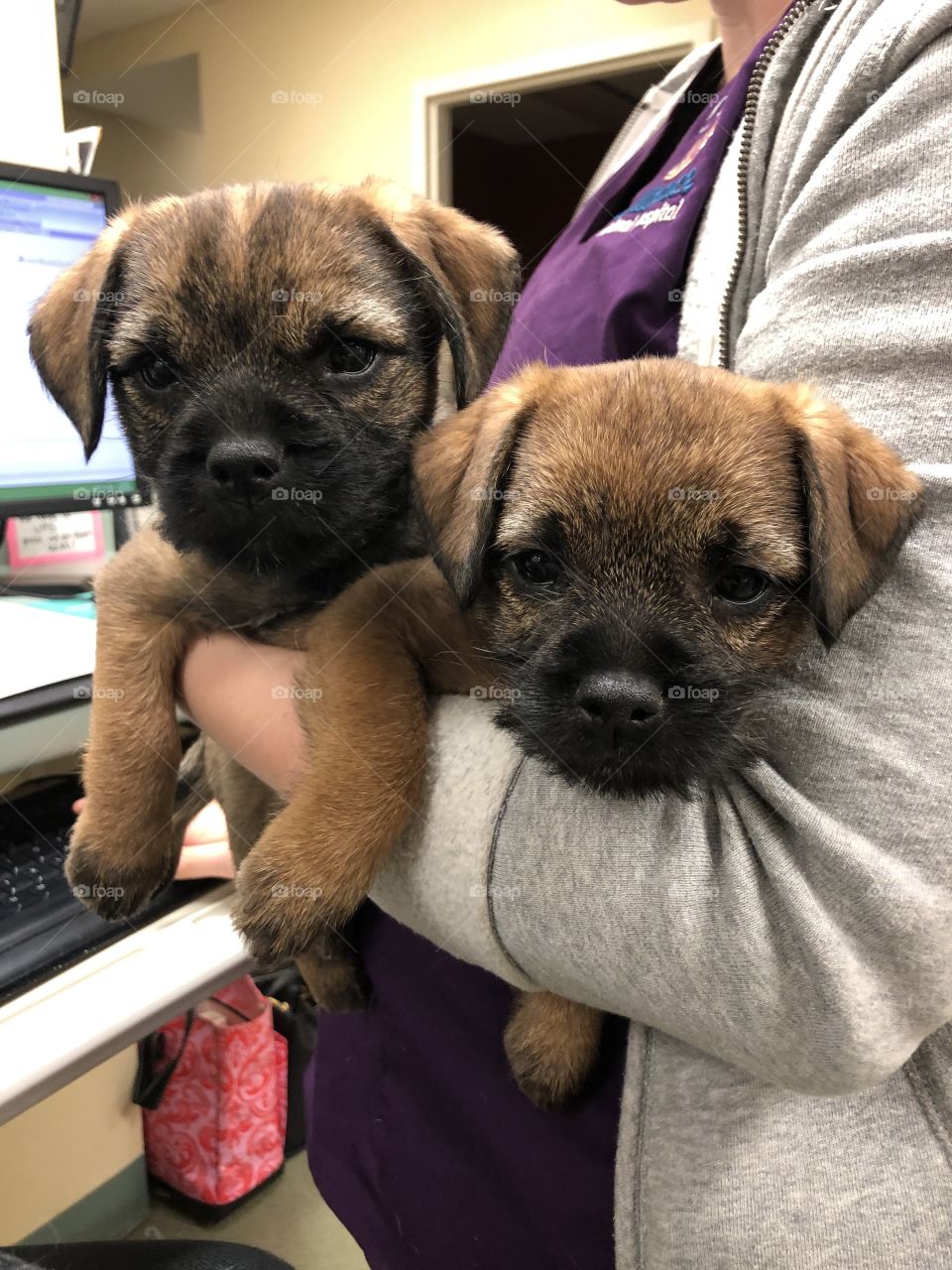 So in love with those border terrier puppy faces!
